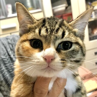 【アイナ】おかげ様で里親様が決まりました！