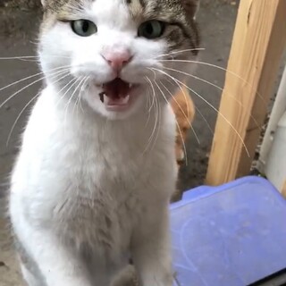 人馴れしてる野良猫♡お鼻ピンク
