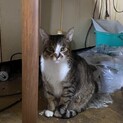 帰らぬ飼い主を待ち続ける猫達①