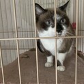 二度と帰らぬ飼い主を待ち続ける猫達②