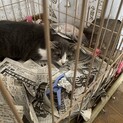 二度と帰らぬ飼い主を待ち続ける猫達③