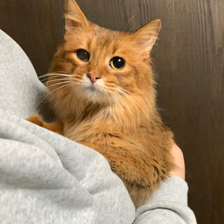 人が大好き✨甘えん坊なソマリ「ララちゃん」