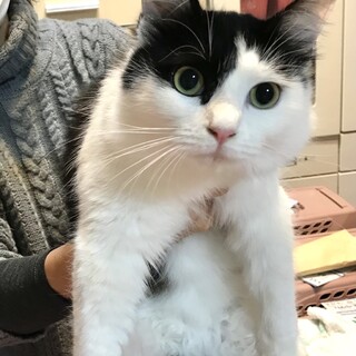【クア】おかげさまで里親様が決まりました。