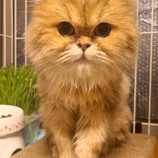 ふわふわのチンチラペルシャの「ヴィヴィちゃん」