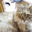 【ハミニ】おかげさまで里親さまが決まりました