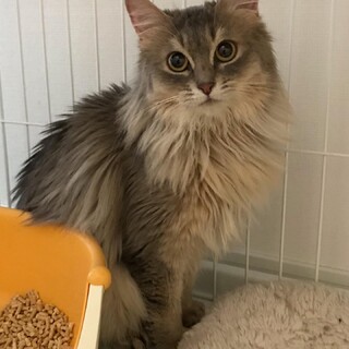 長毛優雅なソマリ「ミロちゃん」