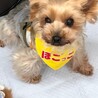 お膝に乗るのが大好き♡超甘えん坊のポケットちゃん サムネイル6