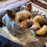 お膝に乗るのが大好き♡超甘えん坊のポケットちゃん サムネイル7