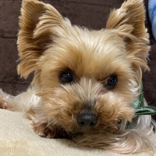 お膝に乗るのが大好き♡超甘えん坊のポケットちゃん