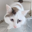 ブルーのお目の猫ちゃん