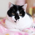 モフモフな甘えん坊の男の子