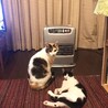 の写真