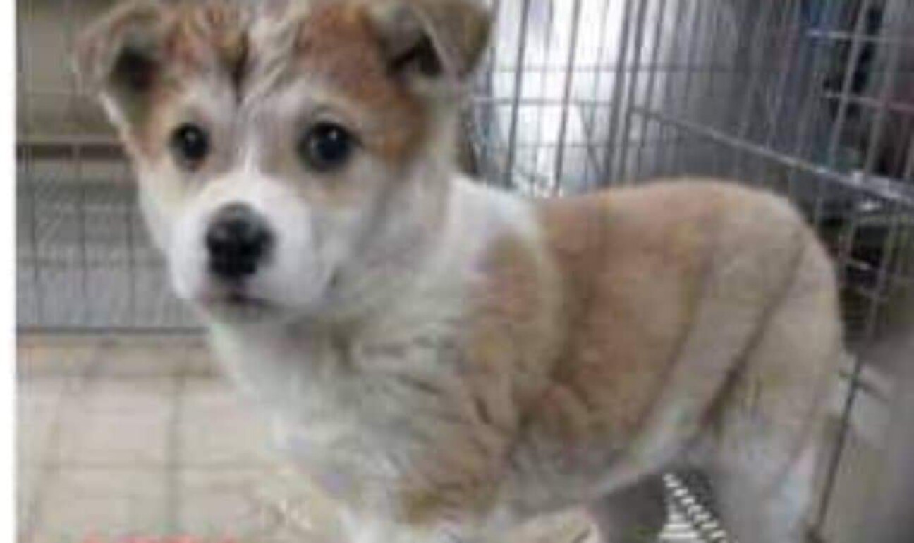 未だ小さい可愛い子です 東京都 犬の里親募集 ペットのおうち 月間利用者150万人