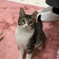 短足子猫兄妹 キジ白のレイチェル