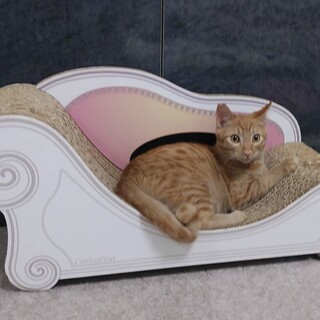 1/16譲渡会参加モカ茶トラの男の子