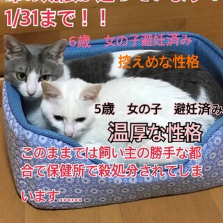 里親急募！！　※大分県近隣
