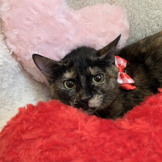 5／1譲渡会参加(大阪都島区)、先住猫さんの妹に！