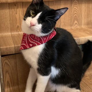 5/16譲渡会参加甘えん坊の隻眼のハンサムボーイ