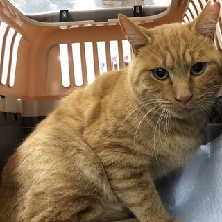 おっとり茶トラの茶太郎♂