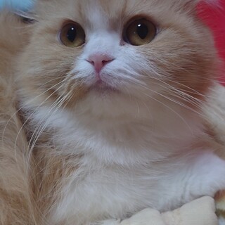 スコティッシュF⭐フラン⭐女の子・立耳・6歳・長毛