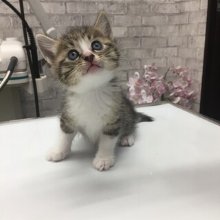 猫エイズキャリアーの子猫兄弟