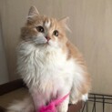 【2/4家族決定】耳ストレート？★兵庫県チャイさん