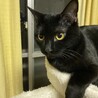 【結】譲渡決定猫じゃらし大好きな黒にゃんこ♪ サムネイル6