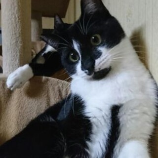 淡路っこ♪炭治郎君♪里親絶賛募集中！