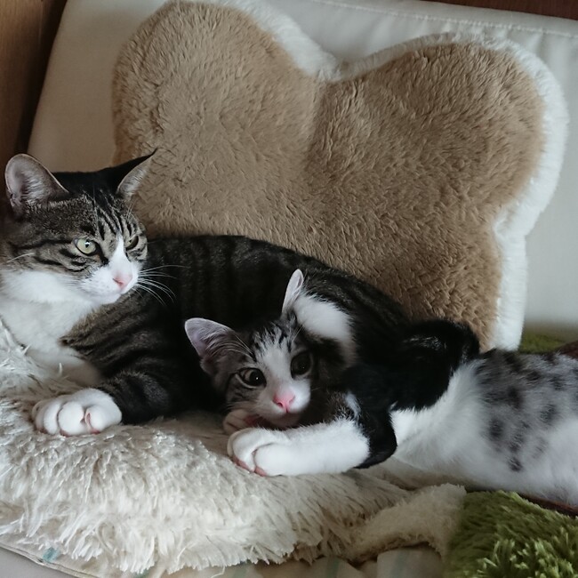 はるかげのカバー写真