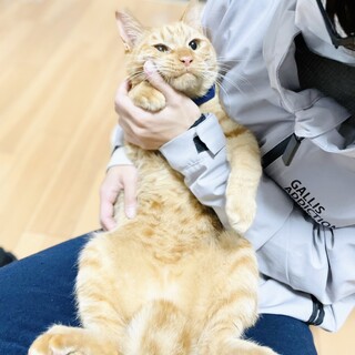 お膝好きのトラ君【奈良県田原本町】