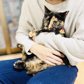 小柄なさび猫ちゃん【奈良県田原本町】