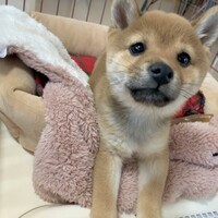 ぽこ