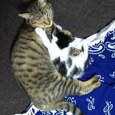 血は繋がってないけど、兄猫いっちゃんは面倒見が良い