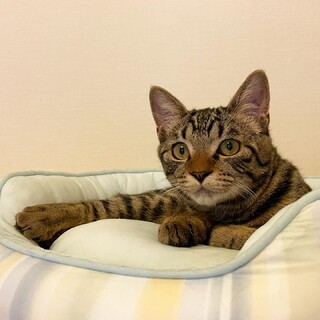 ころころ甘えた男子♡キジトラ『ロンくん』