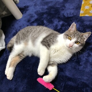 スリゴロのライフくん☆８ヶ月くらいのおとこのこ