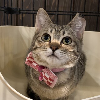 シャイでかわいいマリカちゃん