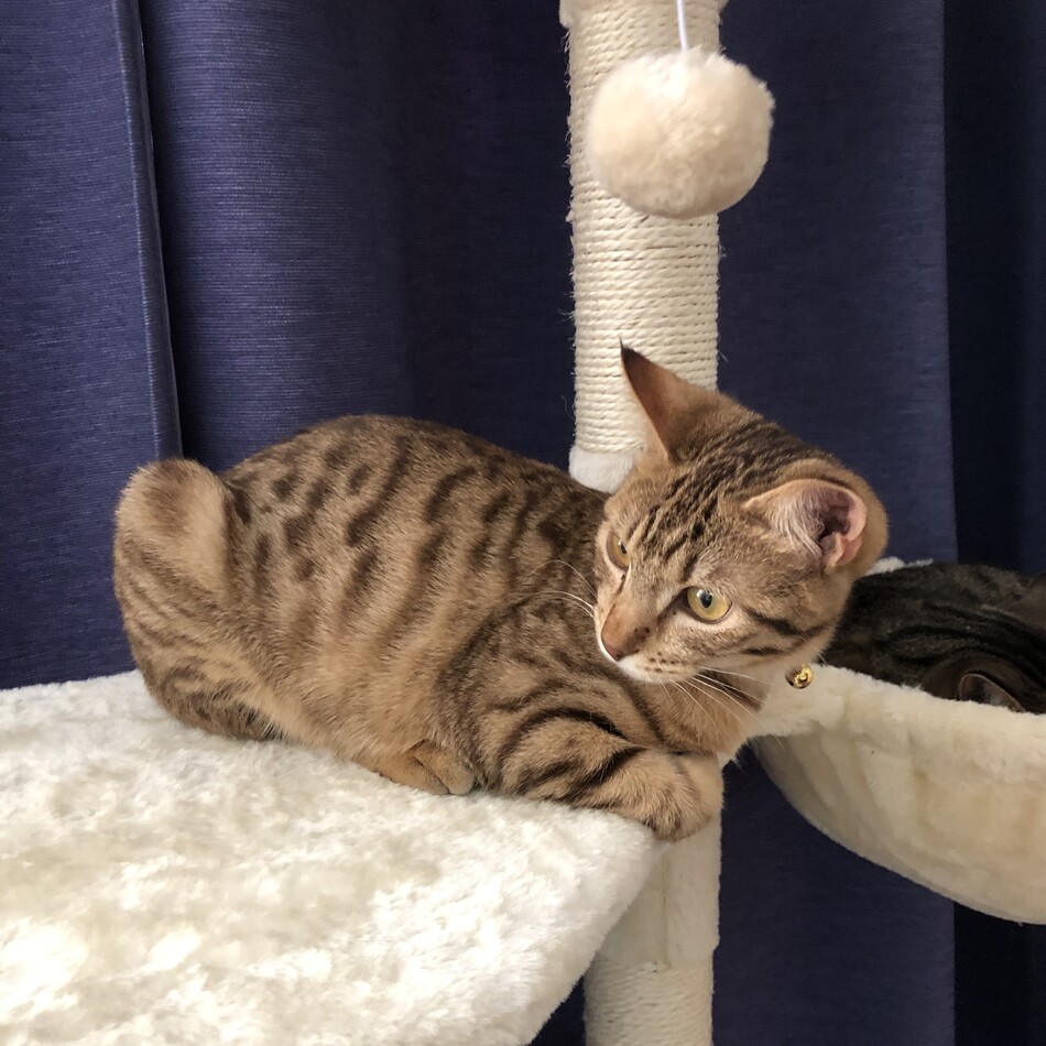 らいちのカバー写真