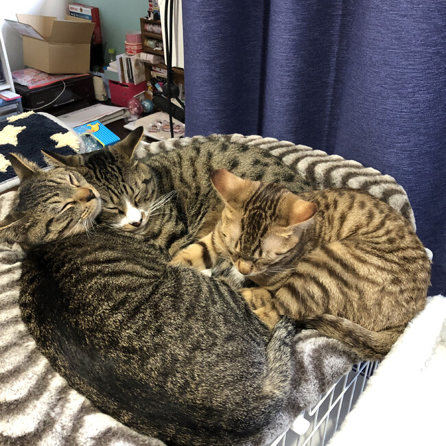 猫りゅうのカバー写真