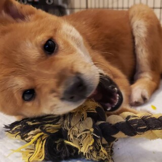 雑種♀推定3か月・ウラン　お問い合わせ有り一旦停止