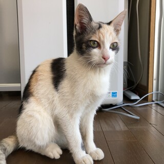 子猫2匹（姉妹）にずっとのお家をお願いします！！！