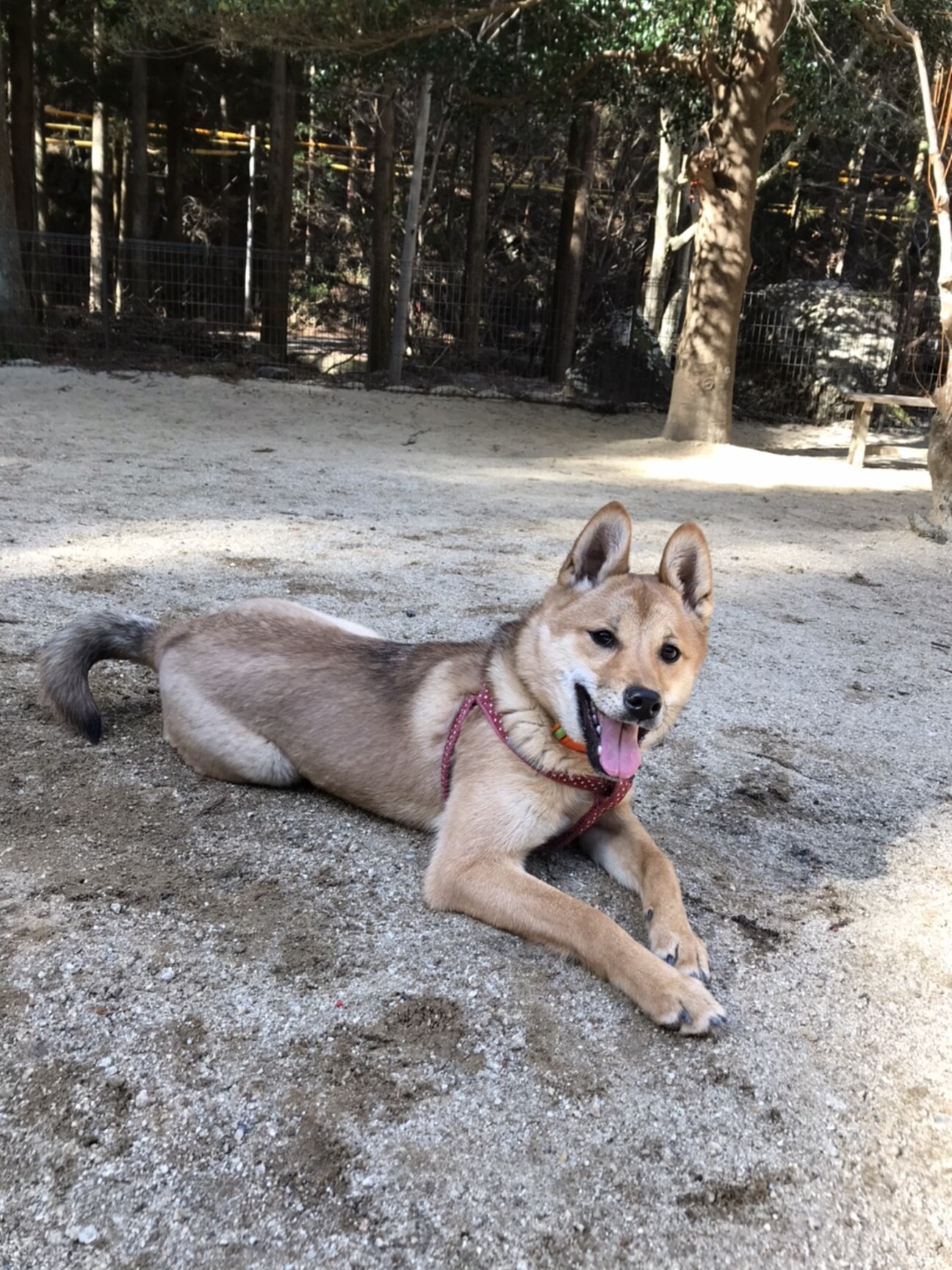 人も犬も大好き くーちゃん 群馬県 犬の里親募集 ペットのおうち 月間利用者150万人