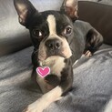 ボストンテリア♀ソイ　推定3歳