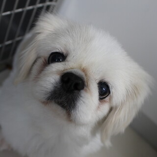 はなまるちゃん　推定5歳