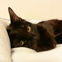 家族には甘えたさん♡黒猫『ミーちゃん』
