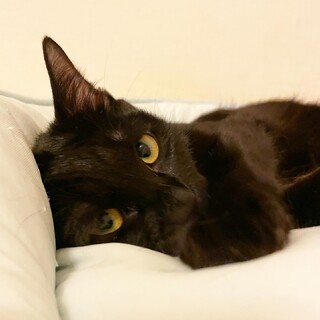 家族には甘えたさん♡黒猫『ミーちゃん』