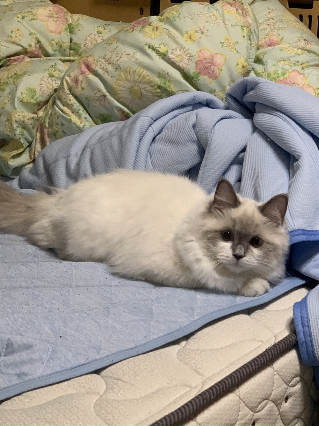 ラグドール 女の子 埼玉県 猫の里親募集 ペットのおうち 月間利用者150万人