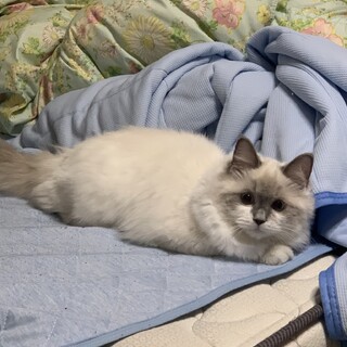 ラグドール 女の子