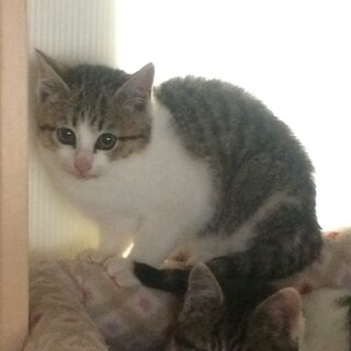   ビビリなキジ白ちゃん(汗)