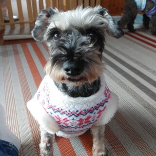 見つめる眼にズキュン❣️甘えん坊な「ドリア」