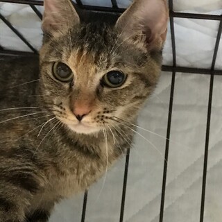 レミちゃんお静かなレディトライアルです